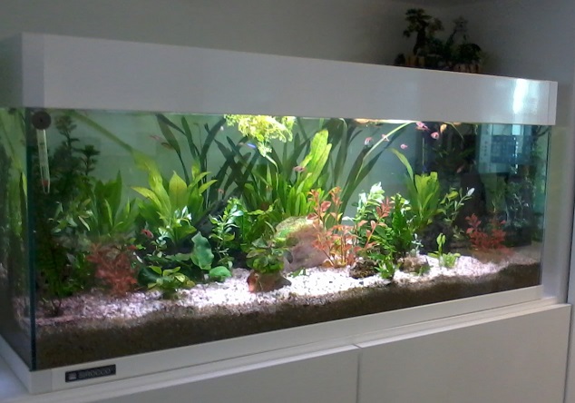 Limpieza y Mantenimiento de plantas y decoración acuática