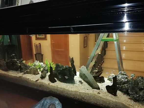 decoracion de acuarios en Madrid